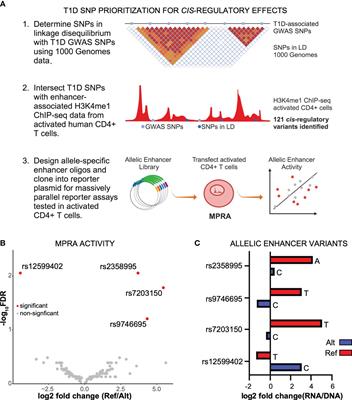 Identification of functional enhancer variants associated with type I diabetes in CD4+ T cells